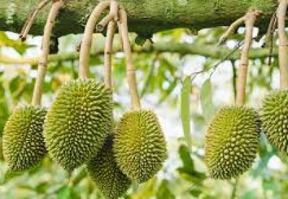 VTNN Đắk Nông – Giải Pháp Vật Tư Nông Nghiệp Hiệu Quả Cho Nhà Vườn