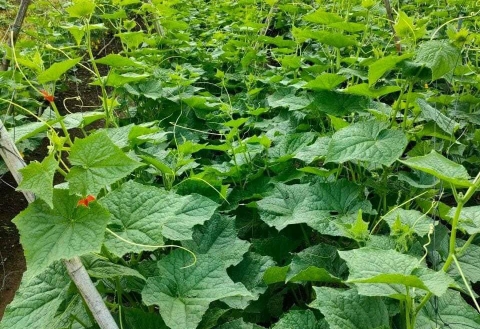 VTNN BMT – Địa Chỉ Cung Cấp Vật Tư Nông Nghiệp Uy Tín Tại Buôn Ma Thuột