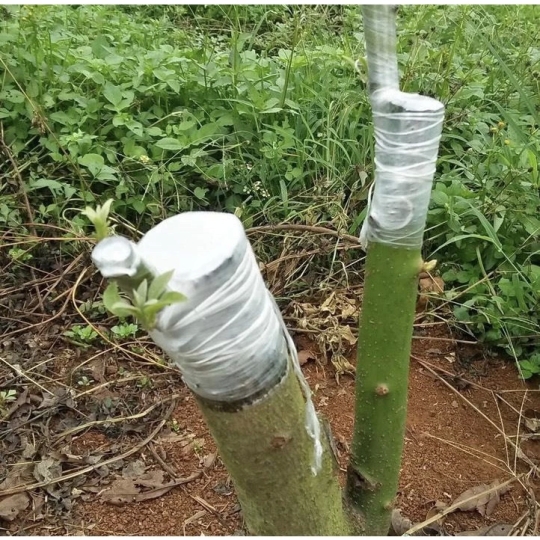 Giấy ghép cây tự hủy 5cm