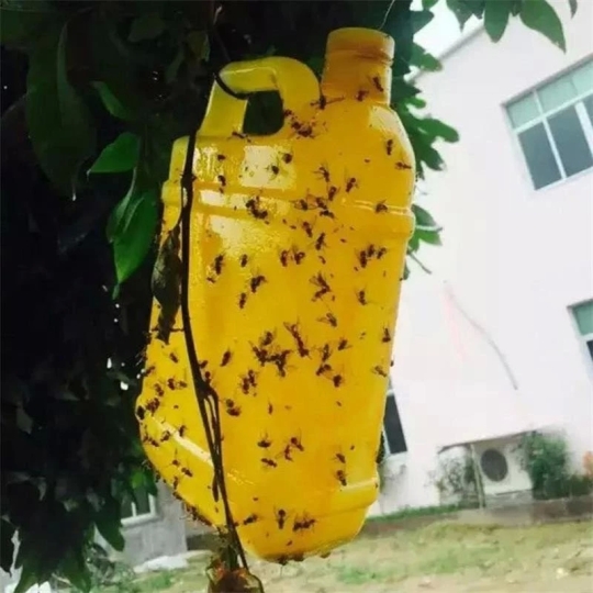 CHAI BẪY CÔN TRÙNG – BẪY RUỒI VÀNG