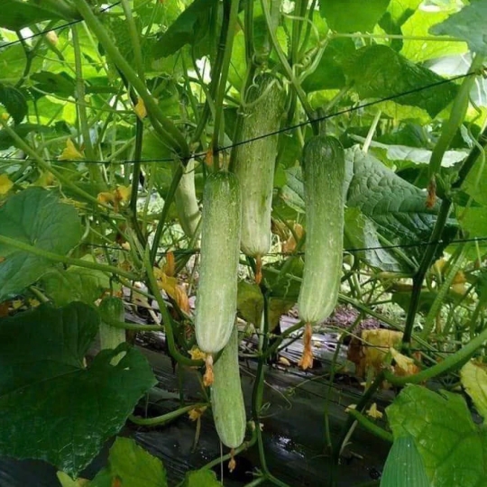 DÂY NHỰA ĐẶC PET KHÔNG LÕI 3.5MM